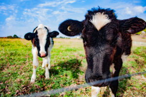 Baby Cow Davis M Wodek